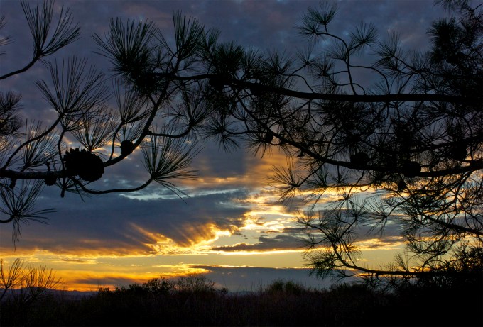 Sunrise through Torreys