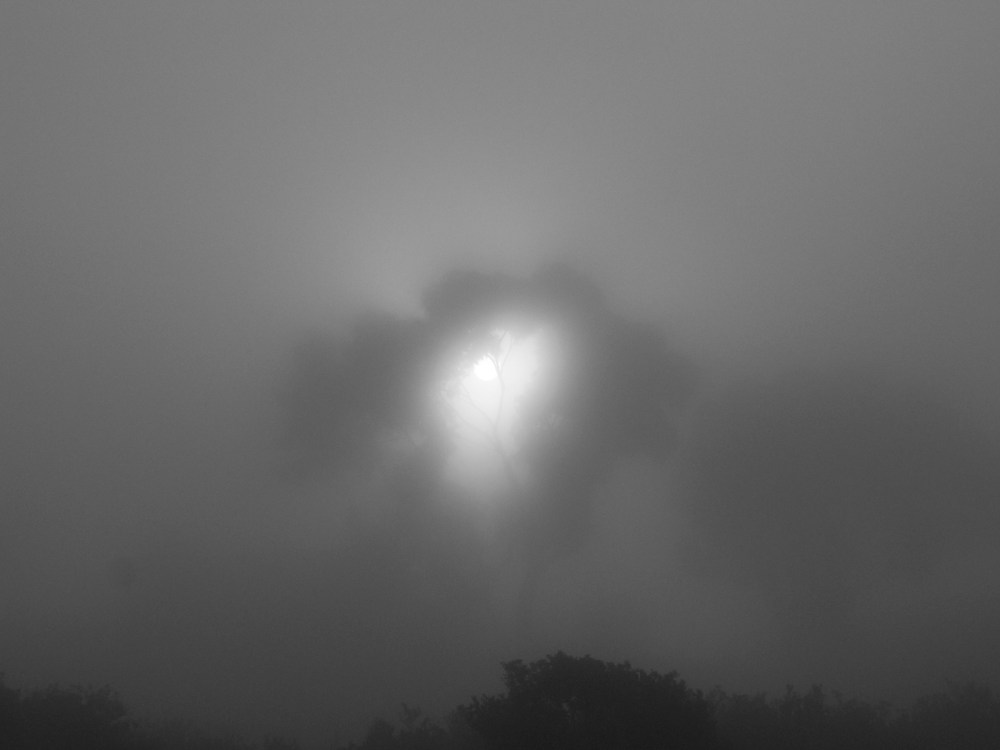 Morning sun diffused through a shallow fog and a Torrey's pine needles, glowing like ET's heart 