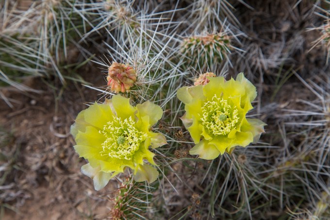 Cactus flowers