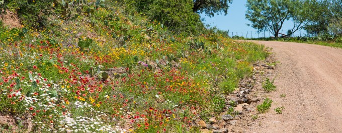 Texas wildflowers