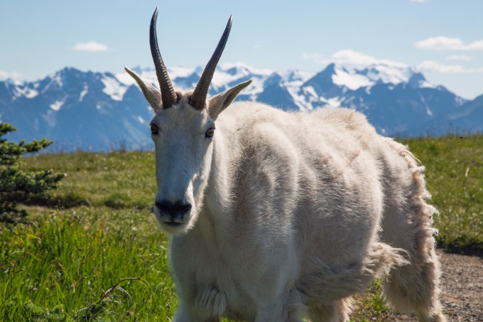 My, what big horns you have, grandma