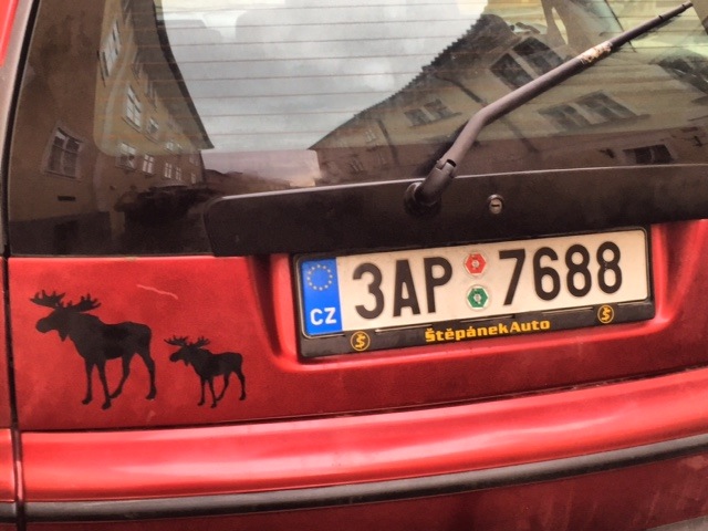 A successful Prague moose sighting