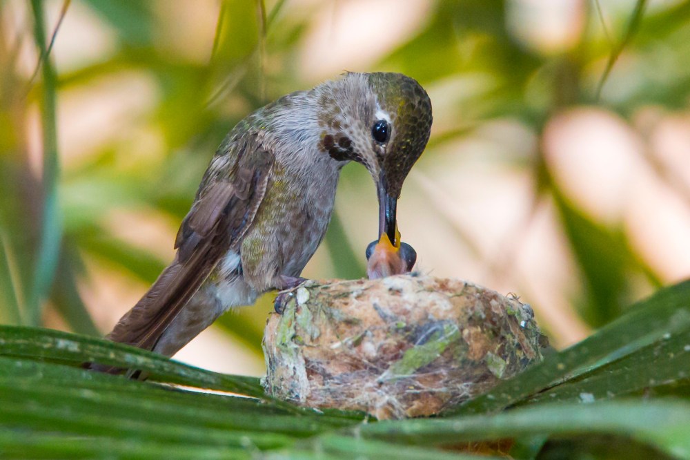 An early Bert feeding