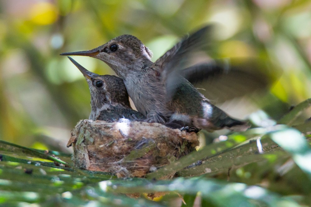 Bert, getting lift, without control