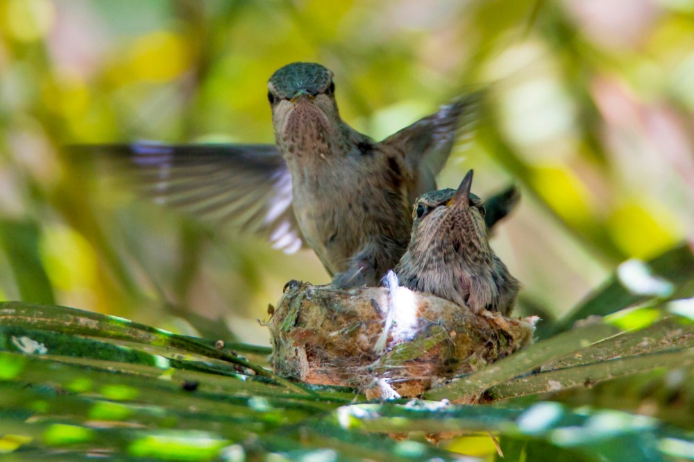Bert testing with resolve