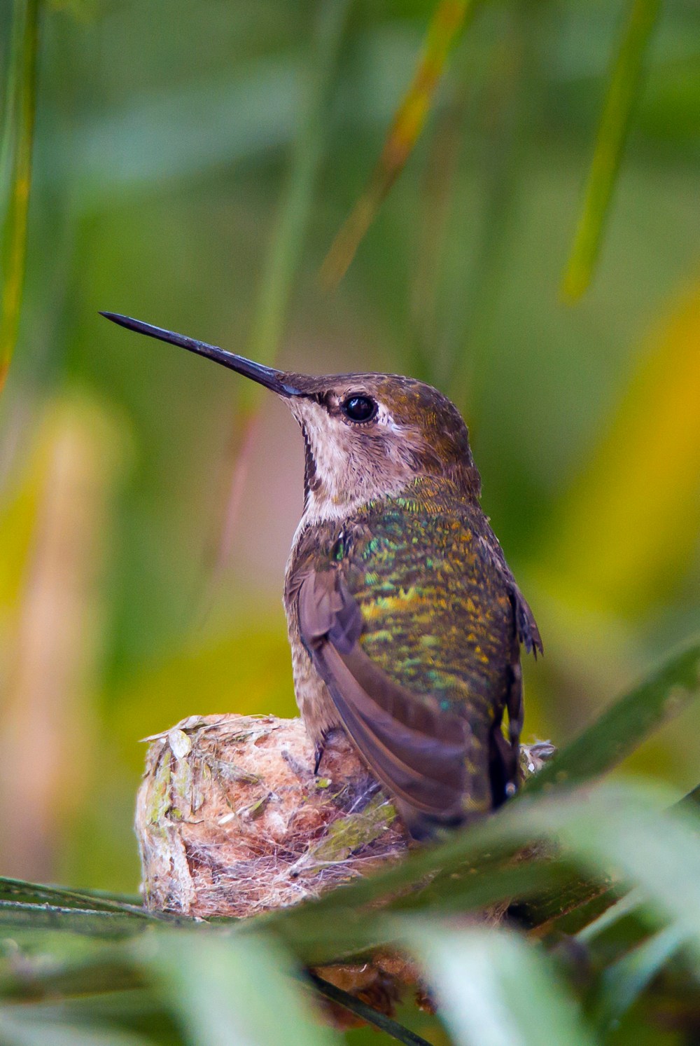 Mom—the ever watchful Sweetie