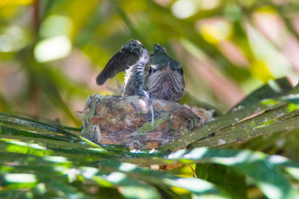 Ernie, unfolds his wings