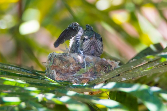 Ernie, unfolds his wings