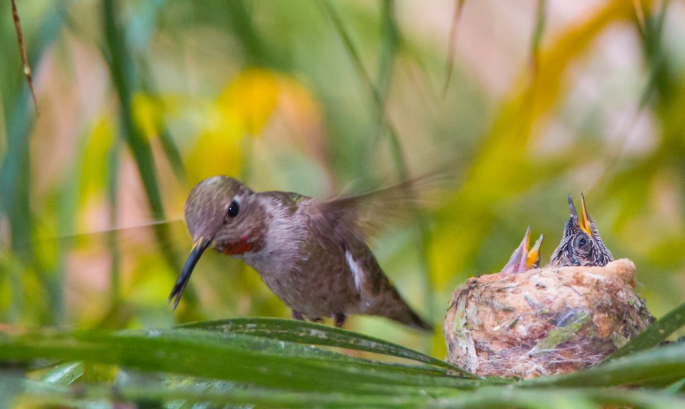 Nose down, and accelerating