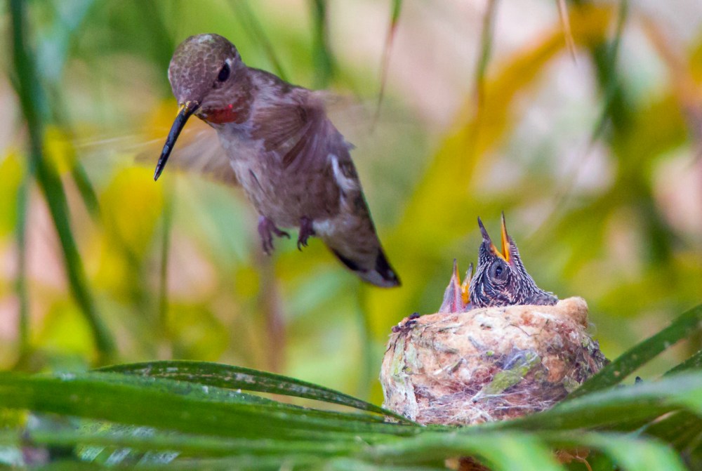 Sweetie heading out to refill