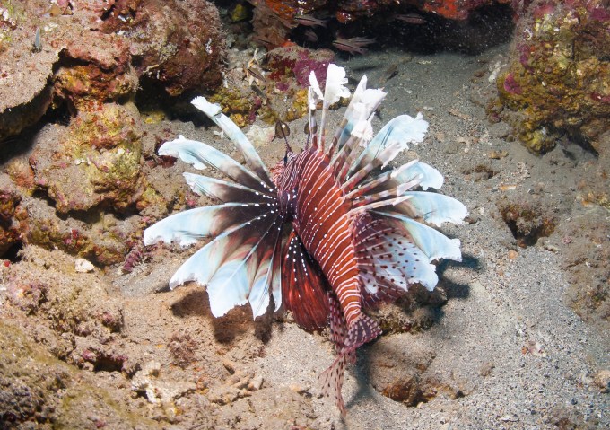Lionfish