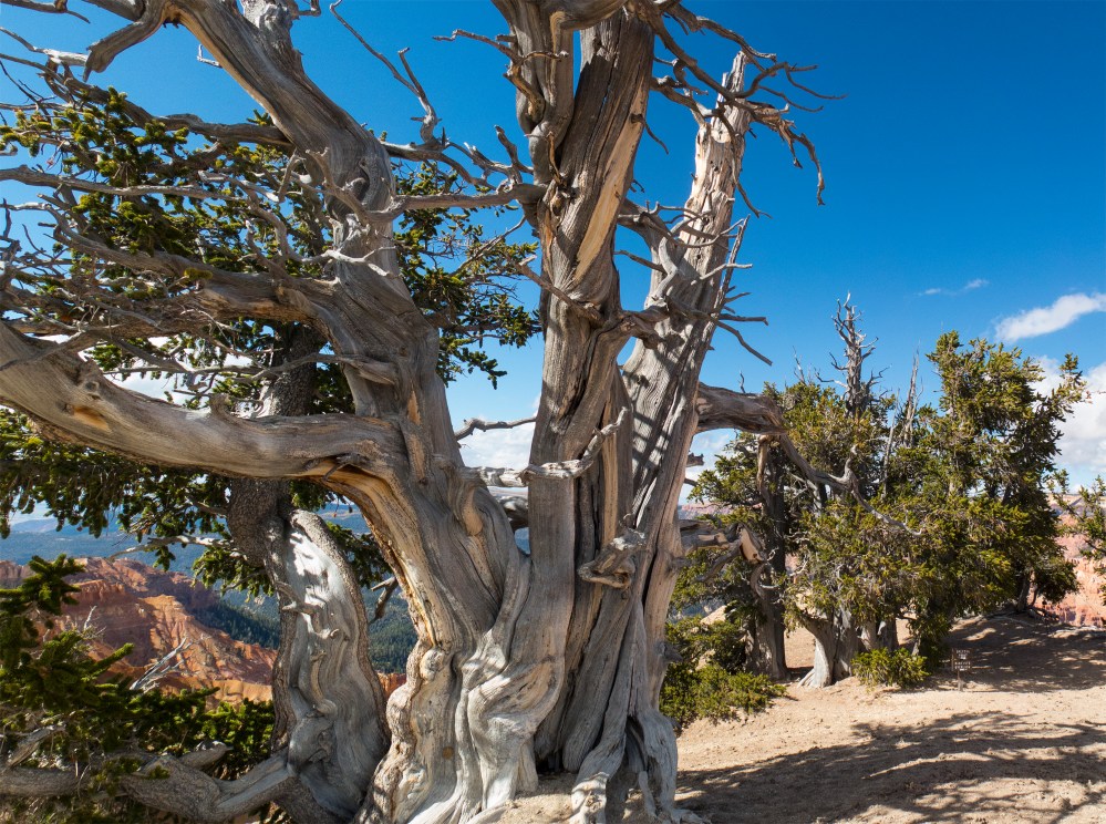 cedar-breaks-bristlecone-3