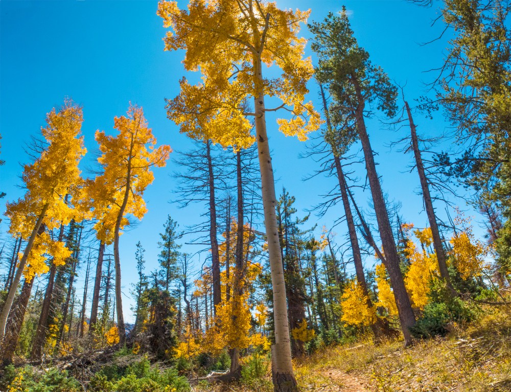 trailside-aspens