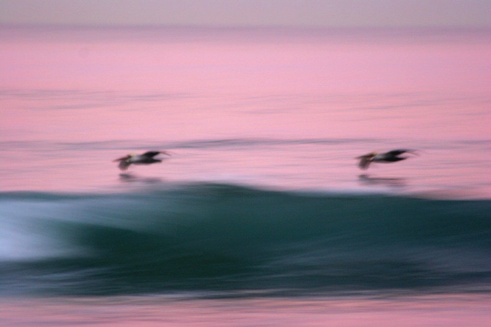 Dawn Patrol Pelicans