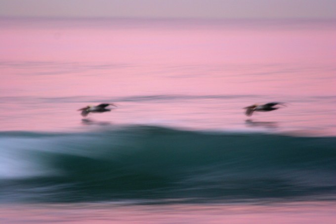 Dawn Patrol Pelicans