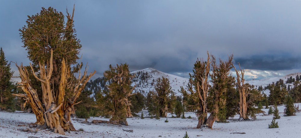 Glowing snowbound bristlecones
