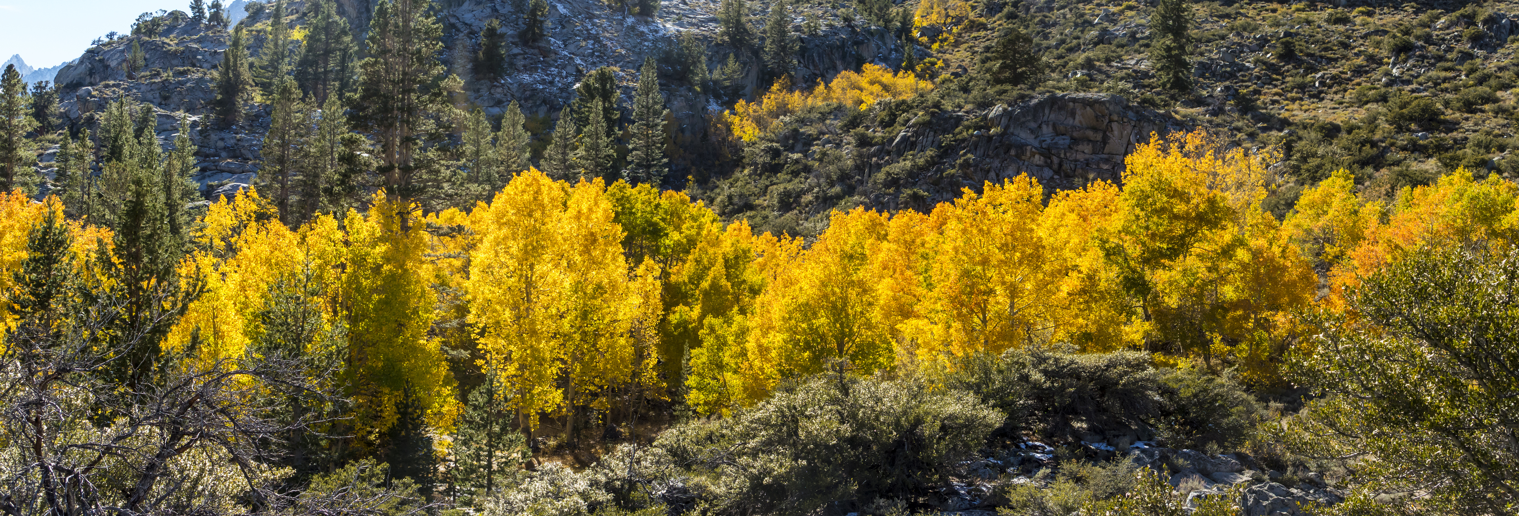 Golden aspen strand