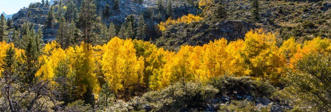 Golden aspen strand