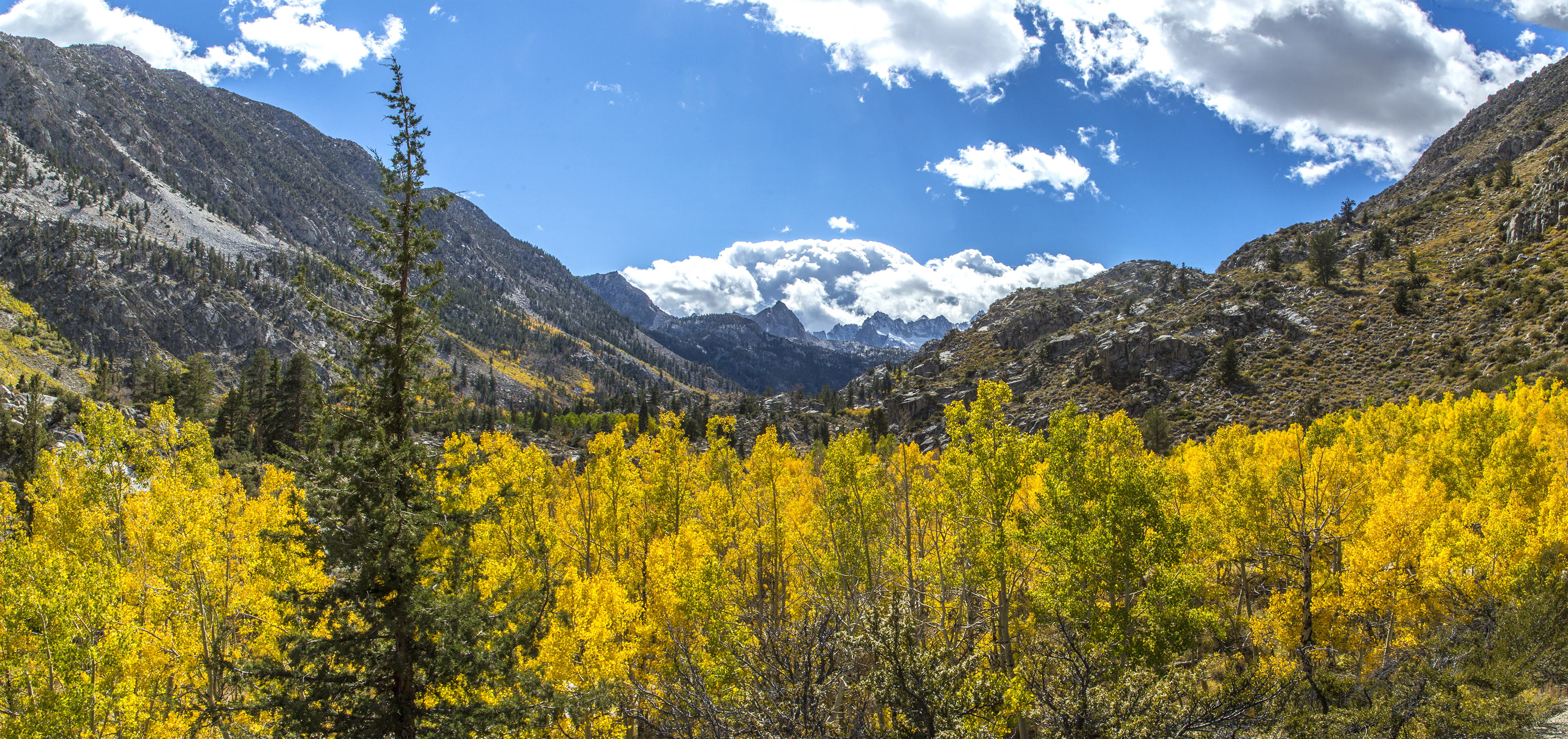 Golden aspens and clouds