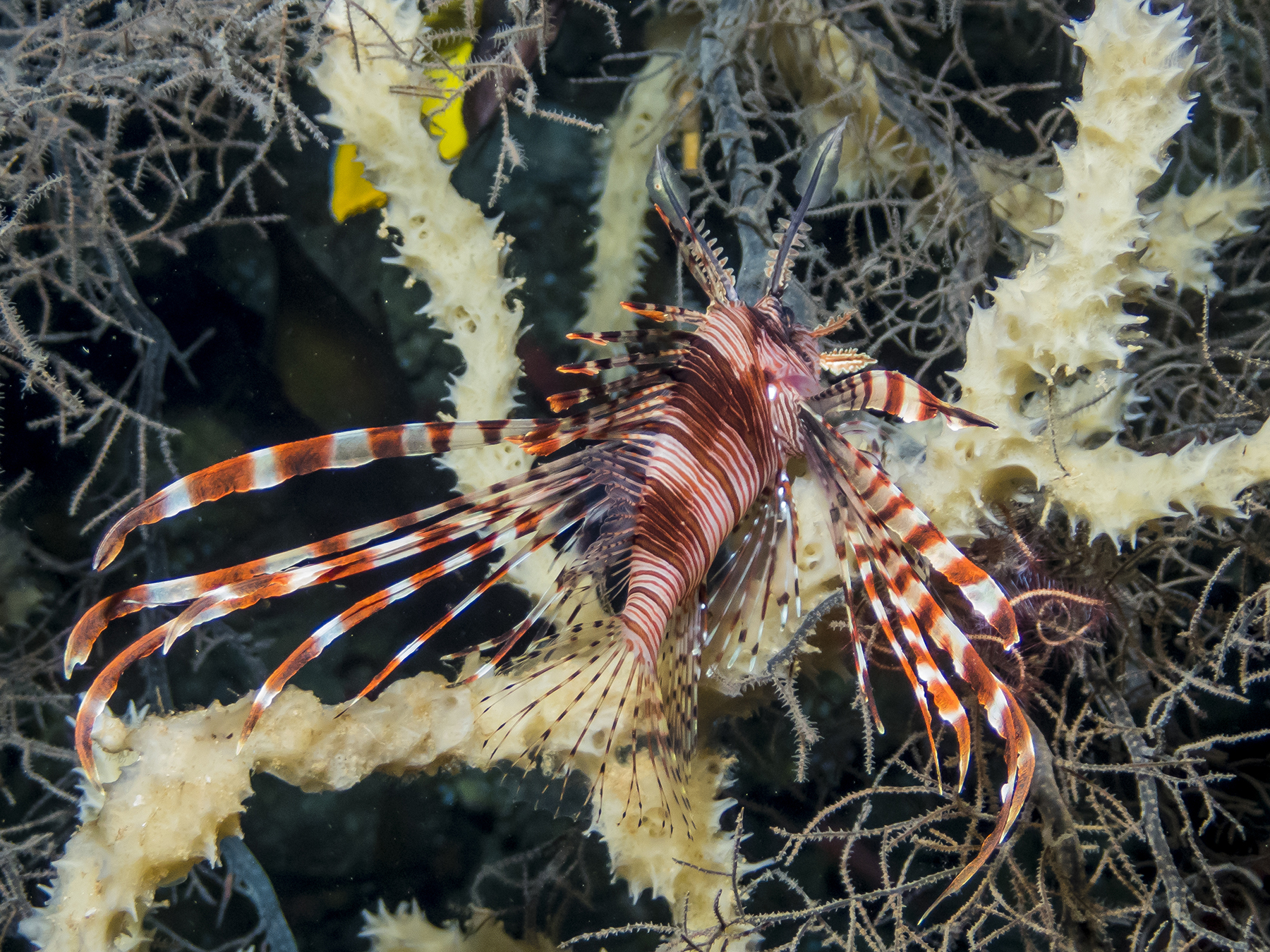 PC050128P8290009.ORF