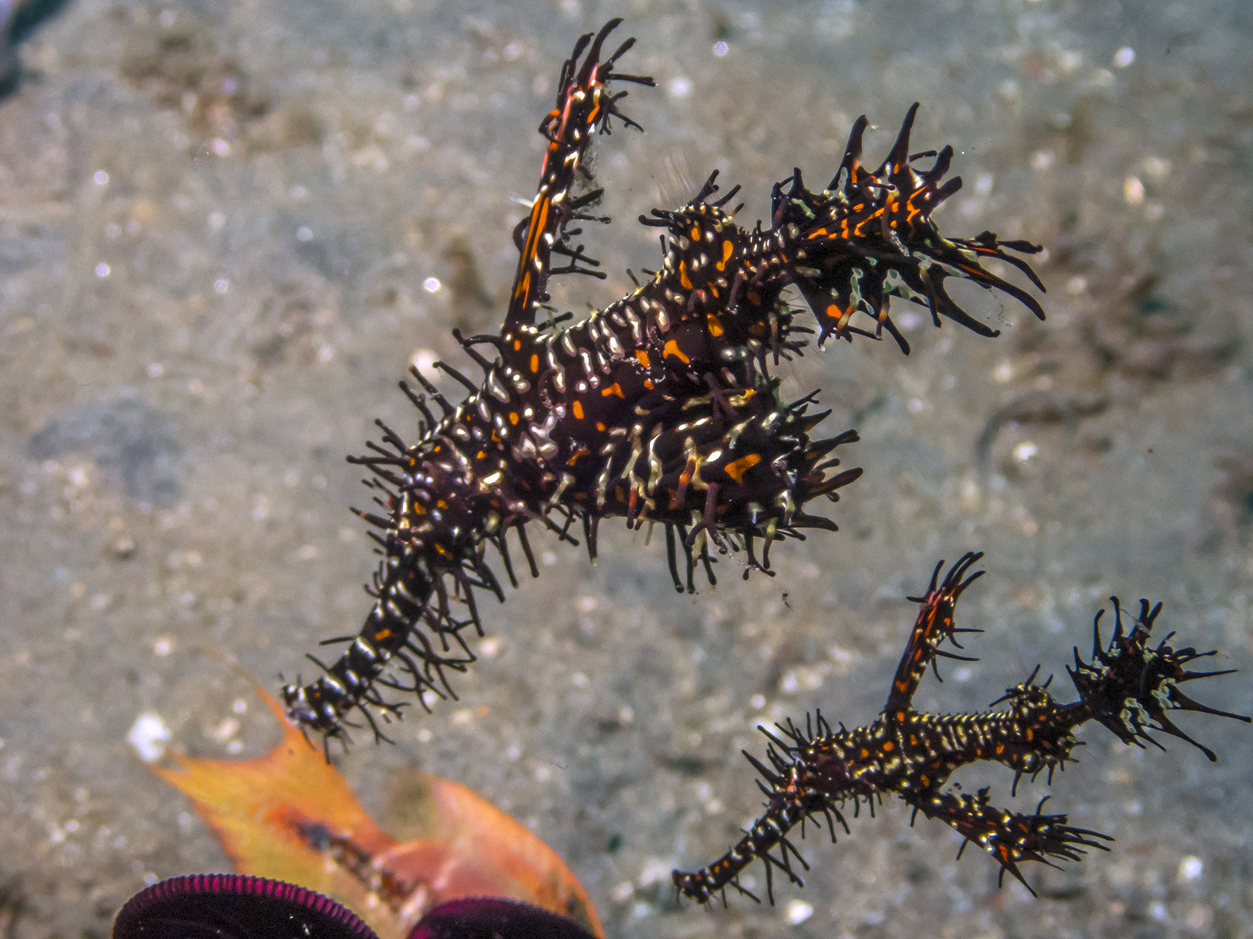 PC060163P8290009.ORF