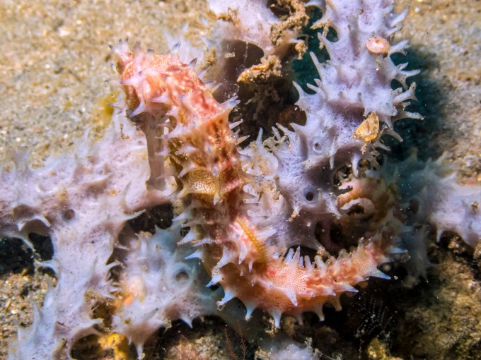 PC060169P8290009.ORF