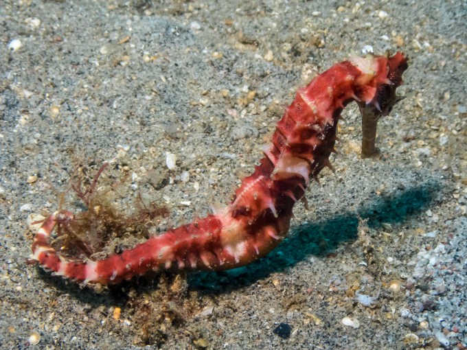 PC060180P8290009.ORF