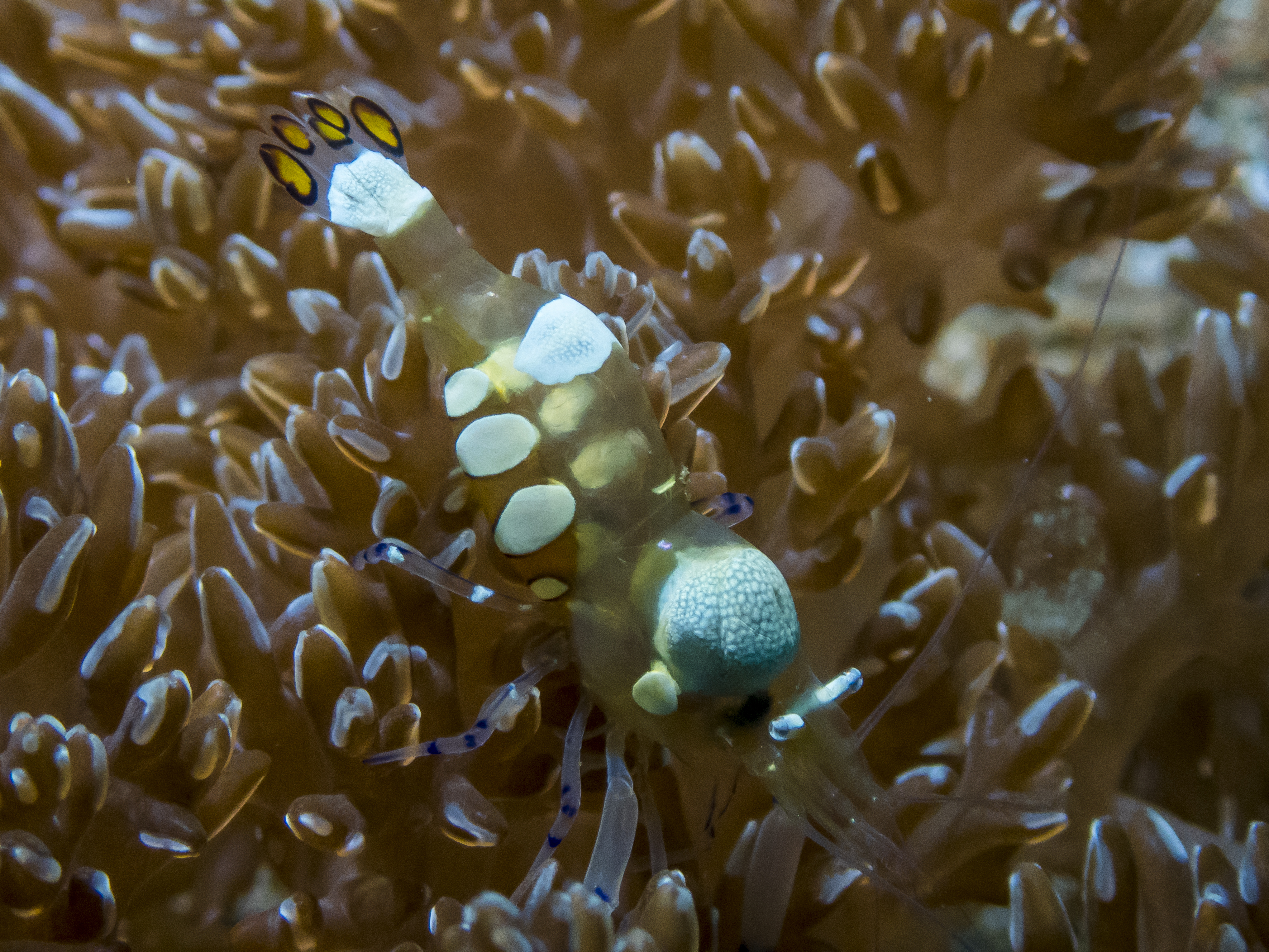 PC060190P8290009.ORF