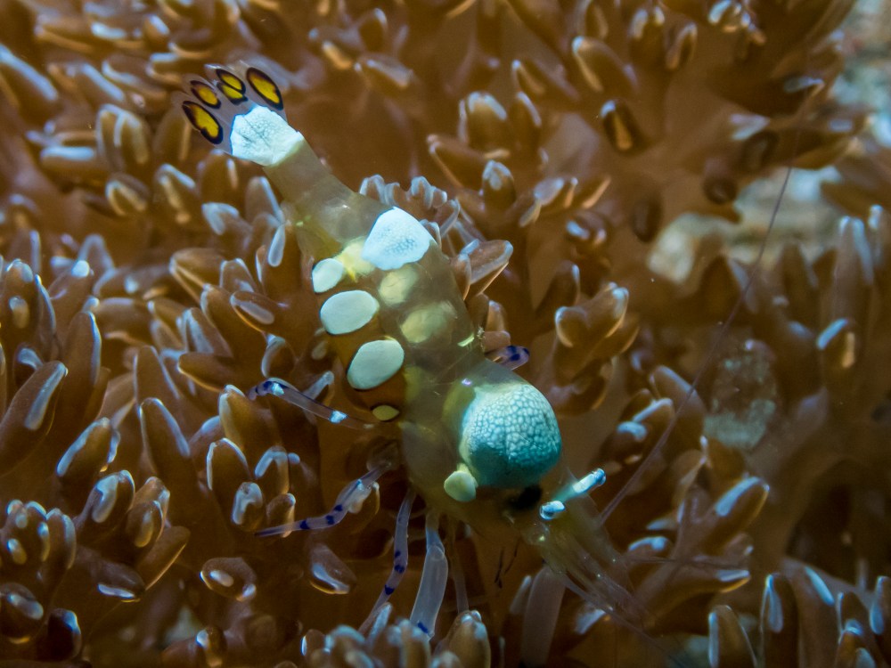 PC060190P8290009.ORF