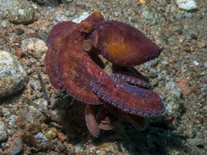 PC060195P8290009.ORF