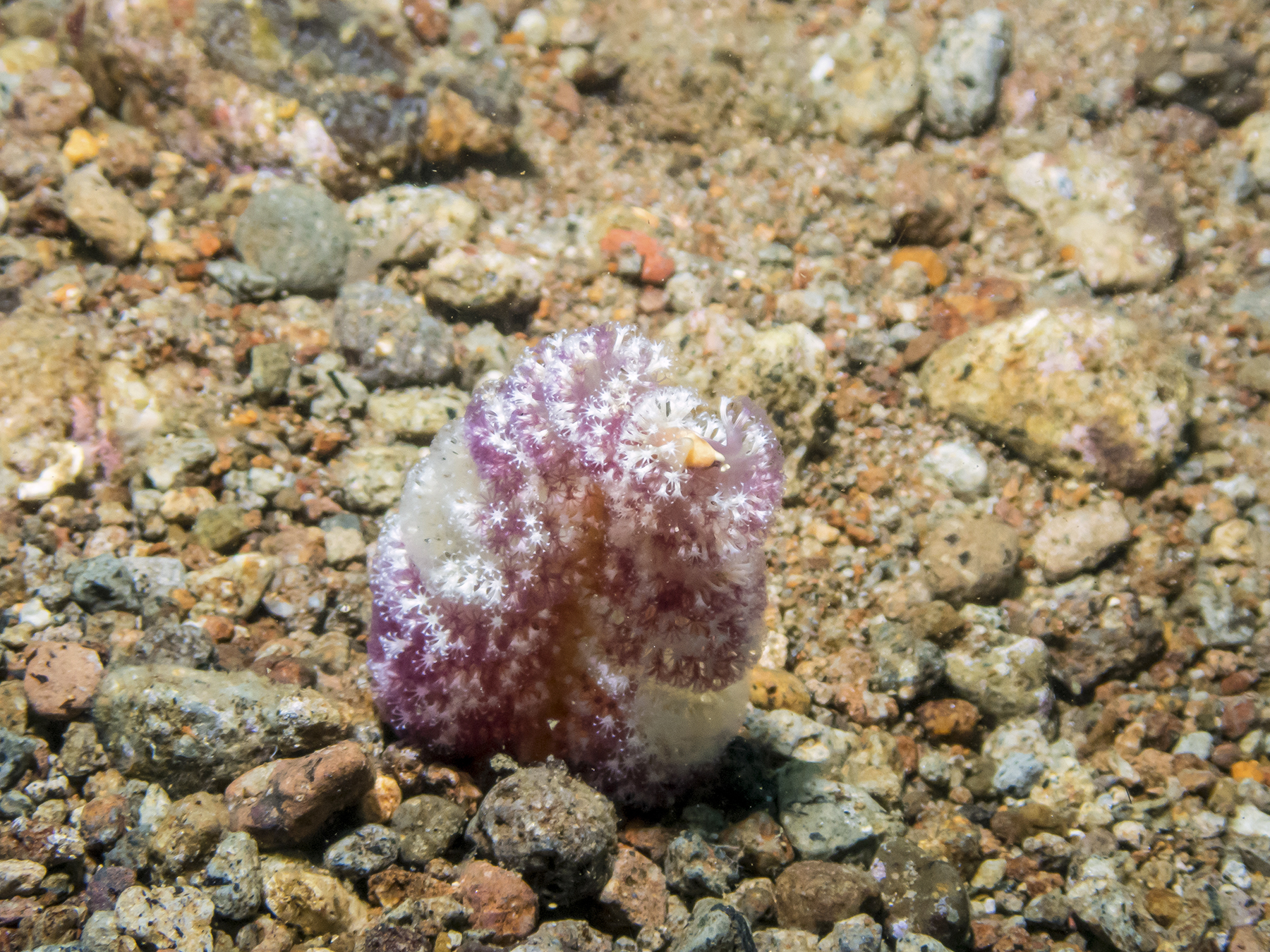 PC060219P8290009.ORF