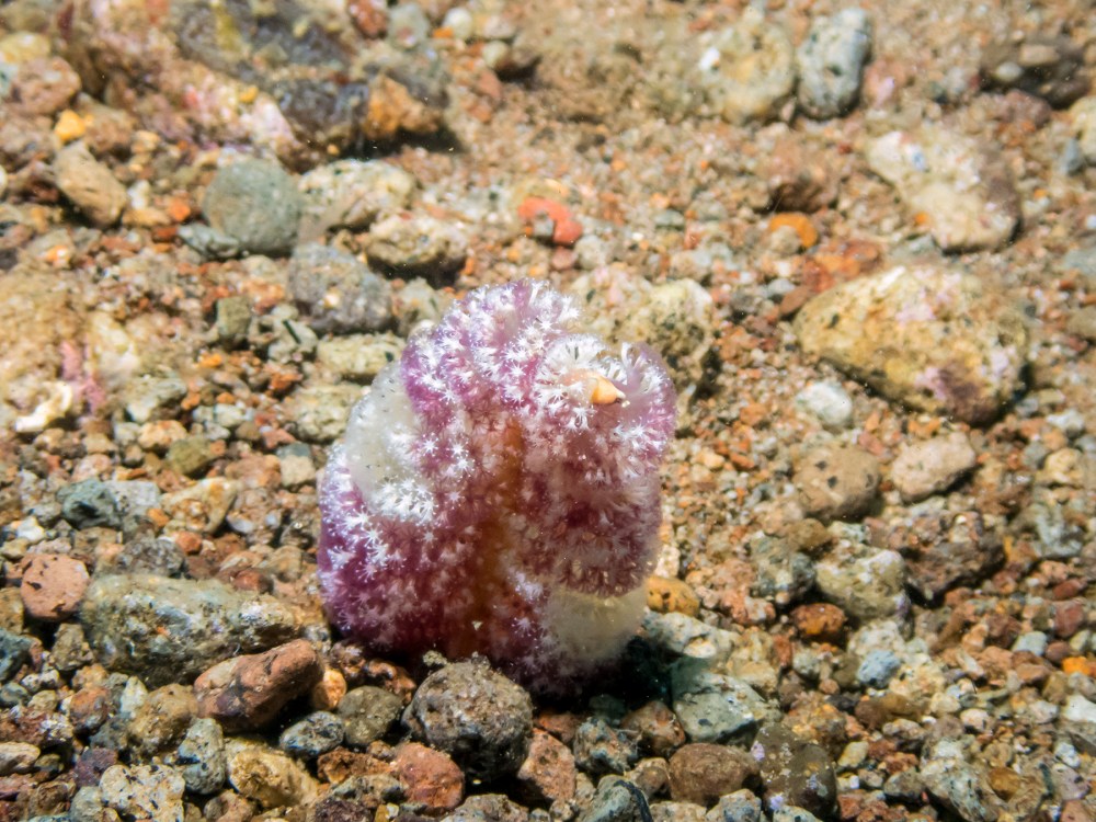 PC060219P8290009.ORF