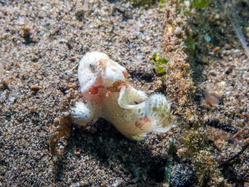 PC070005P8290009.ORF