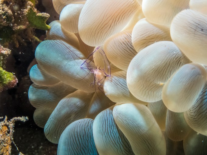 PC070017P8290009.ORF