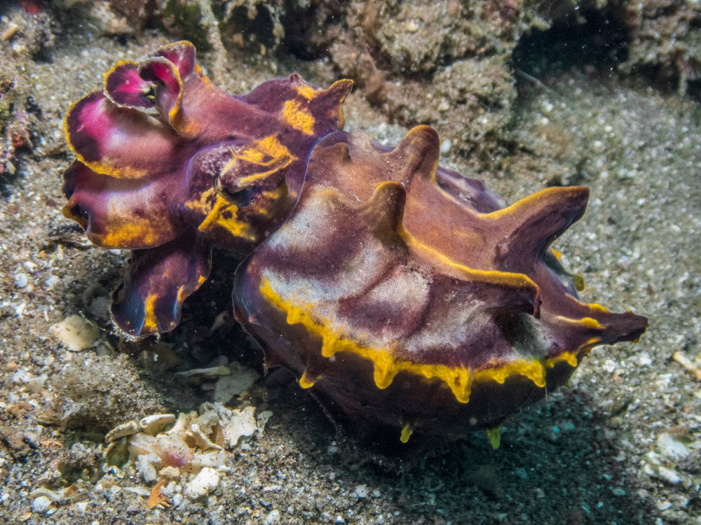 PC070024P8290009.ORF