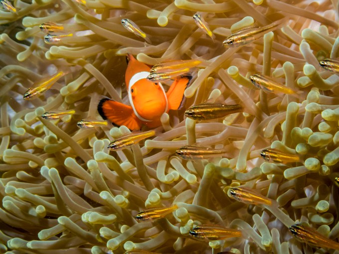 PC070036P8290009.ORF