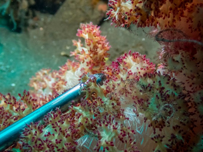 PC070061P8290009.ORF