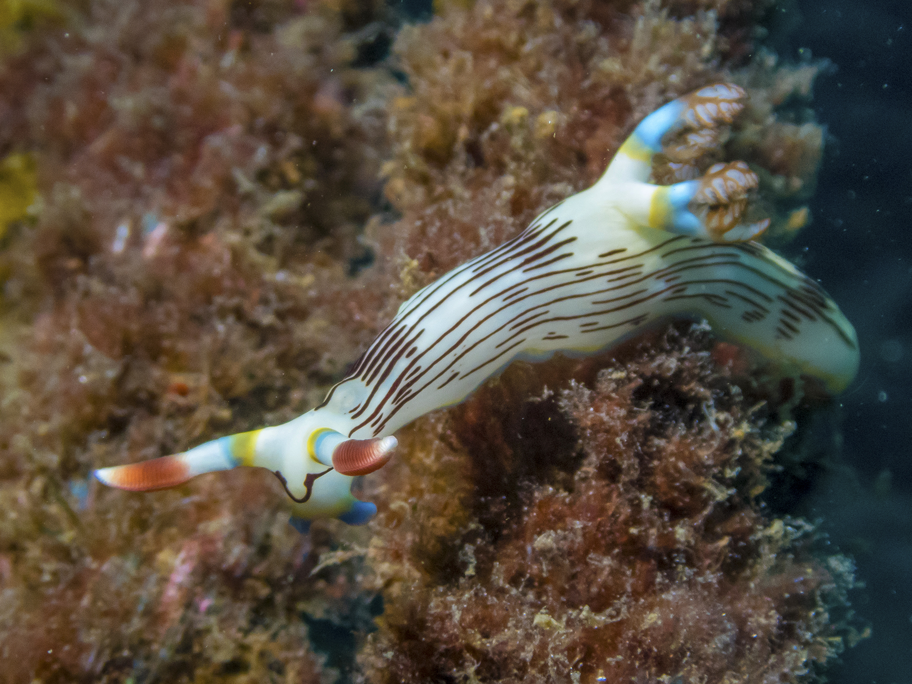 PC080110P8290009.ORF