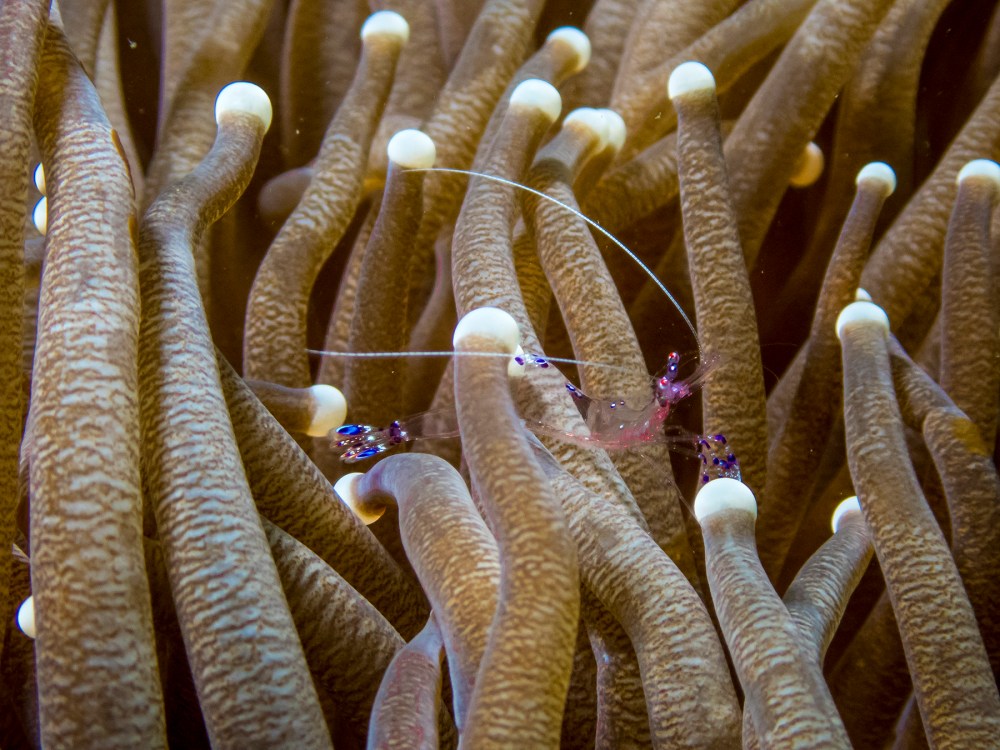 PC080115P8290009.ORF