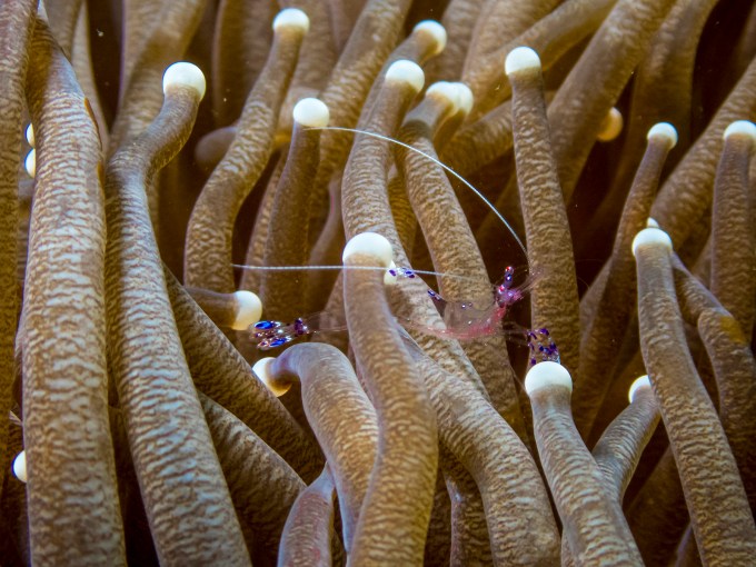 PC080115P8290009.ORF