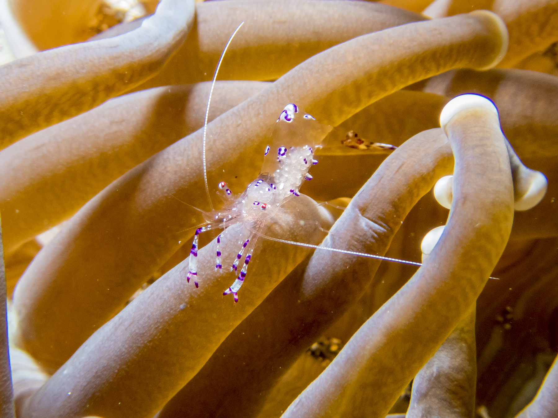 PC080215P8290009.ORF