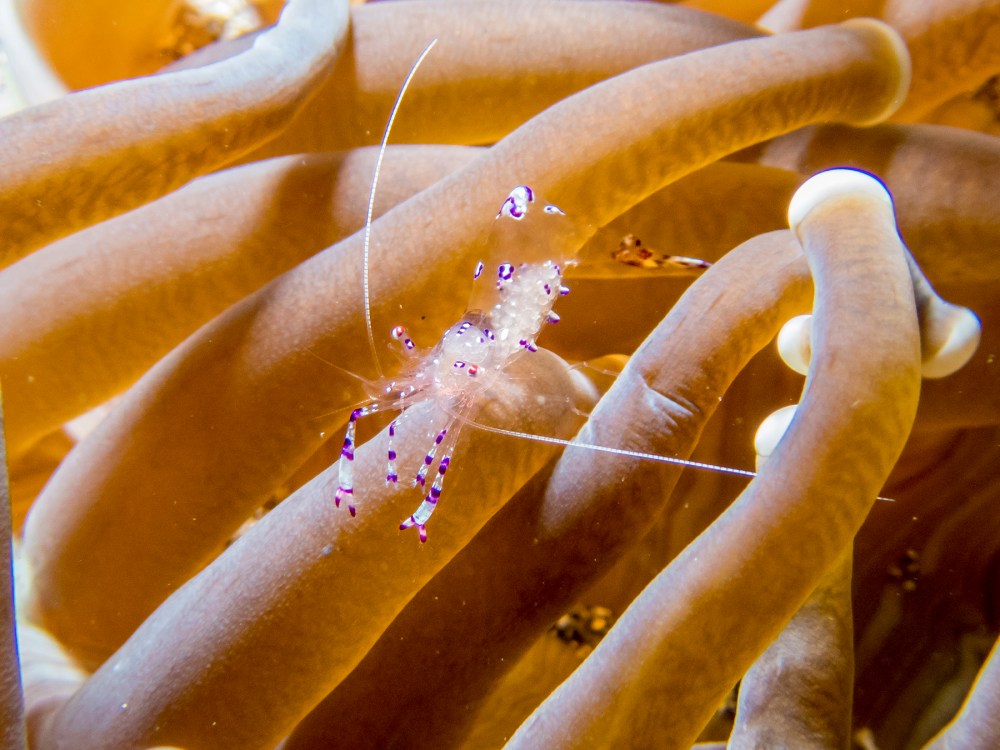 PC080215P8290009.ORF