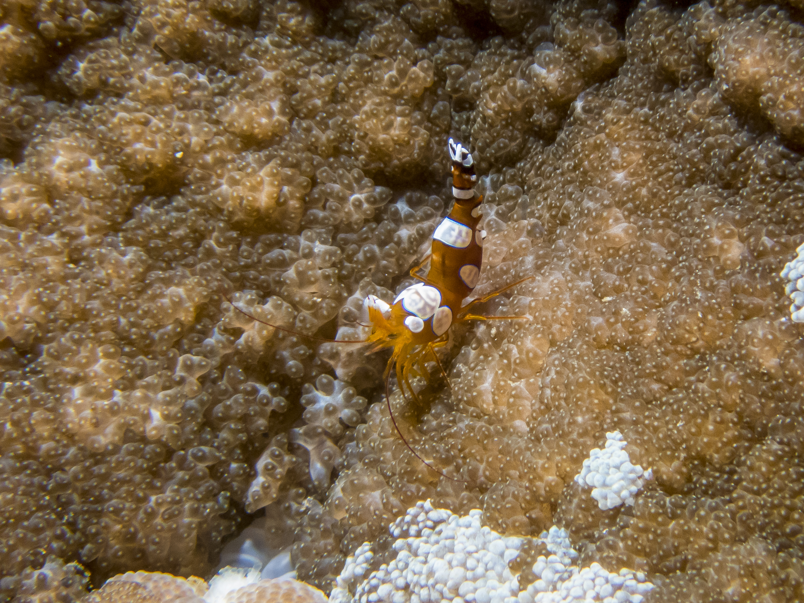 PC080222P8290009.ORF