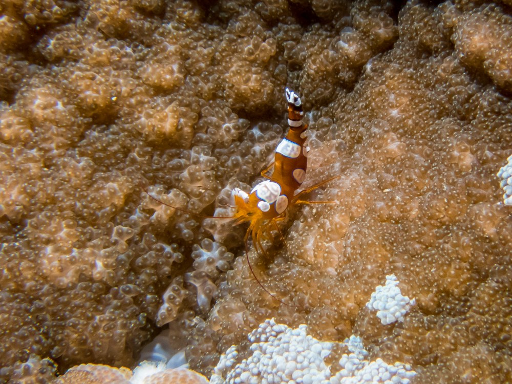 PC080222P8290009.ORF