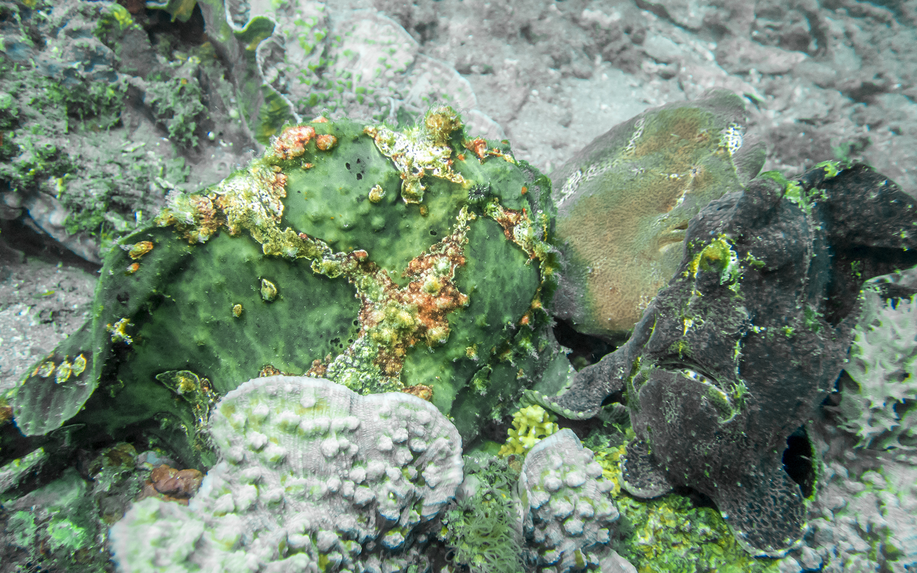 PC080233P8290009.ORF