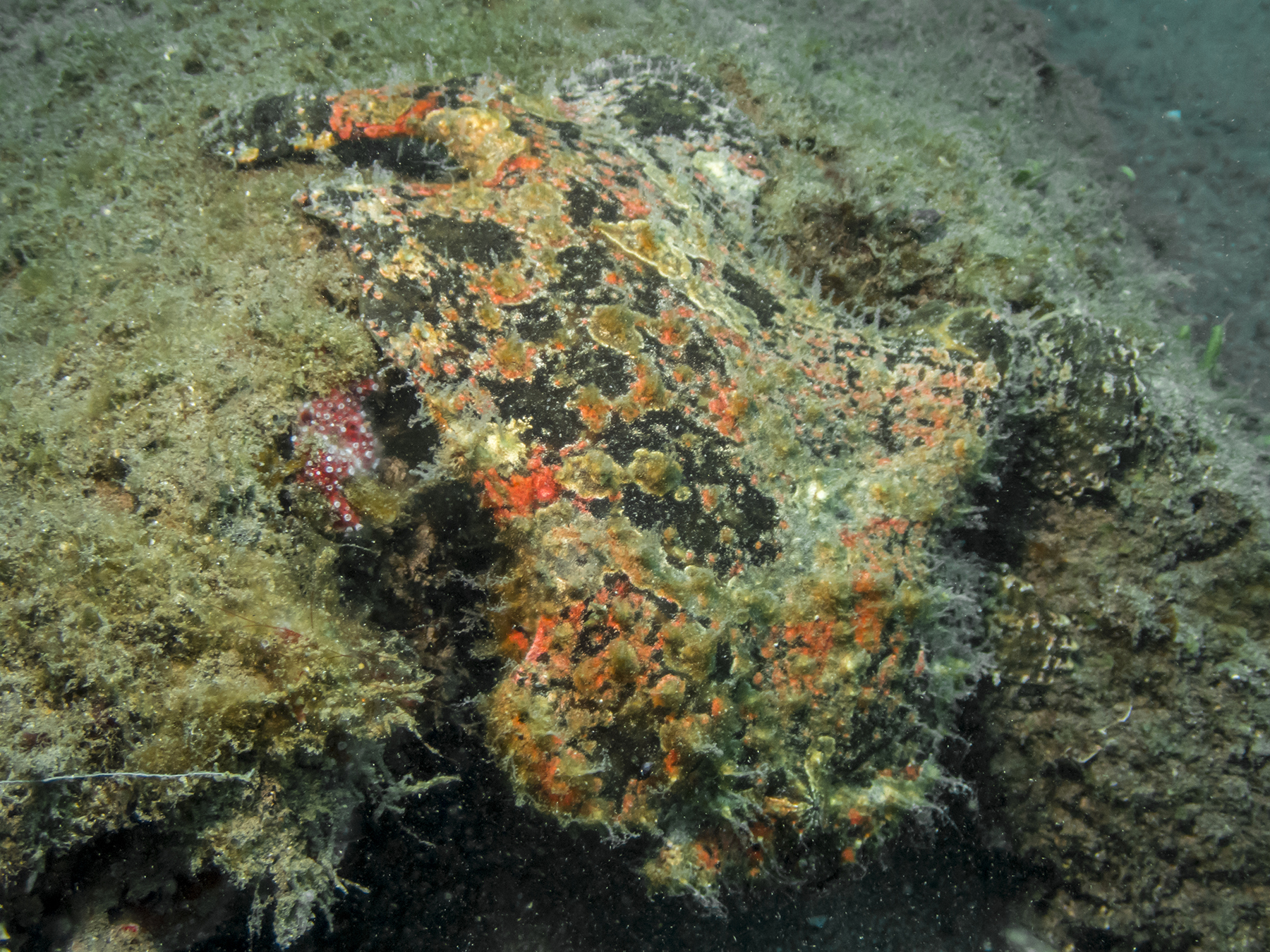 PC090310P8290009.ORF