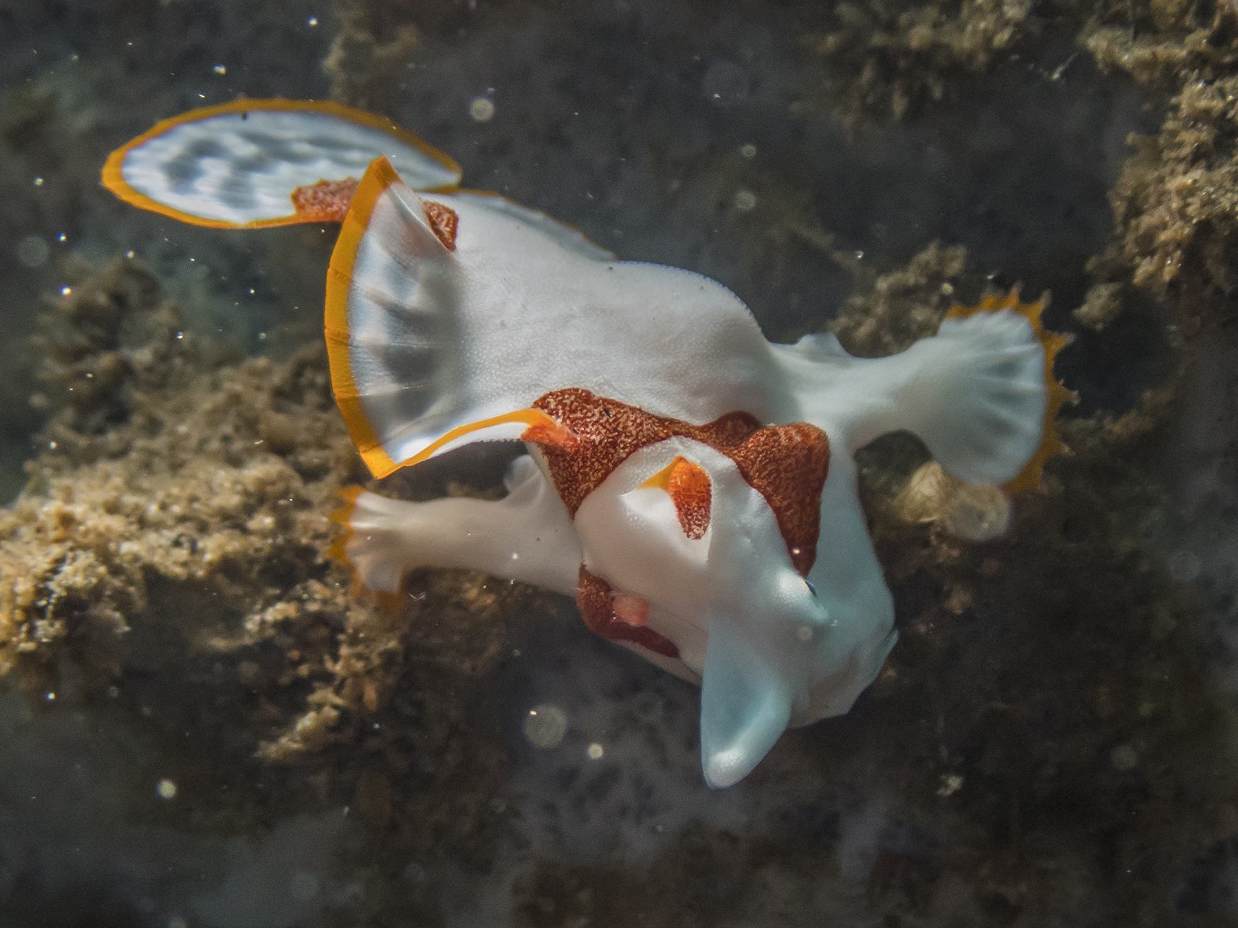 PC090338P8290009.ORF