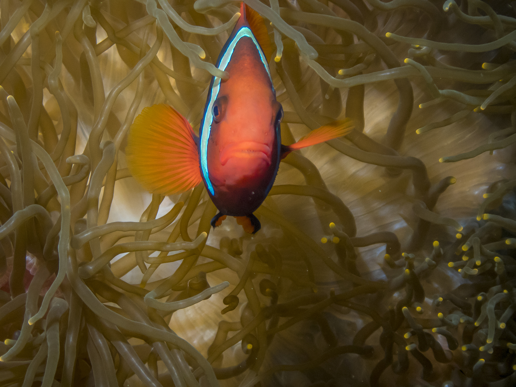 PC100450P8290009.ORF