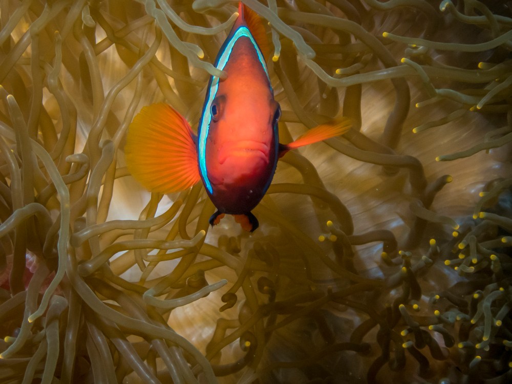 PC100450P8290009.ORF