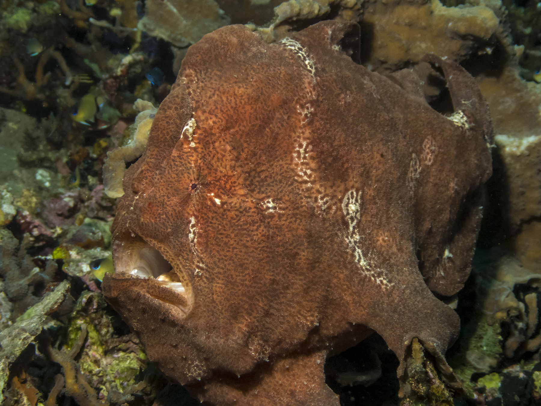 PC100464P8290009.ORF